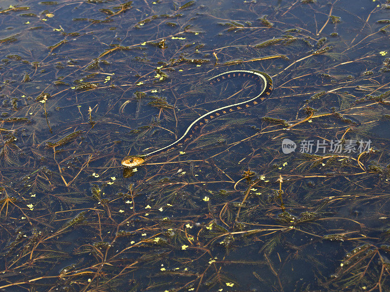 红点嘉德蛇游泳池塘杂草thamnophsirtalis Concinnus